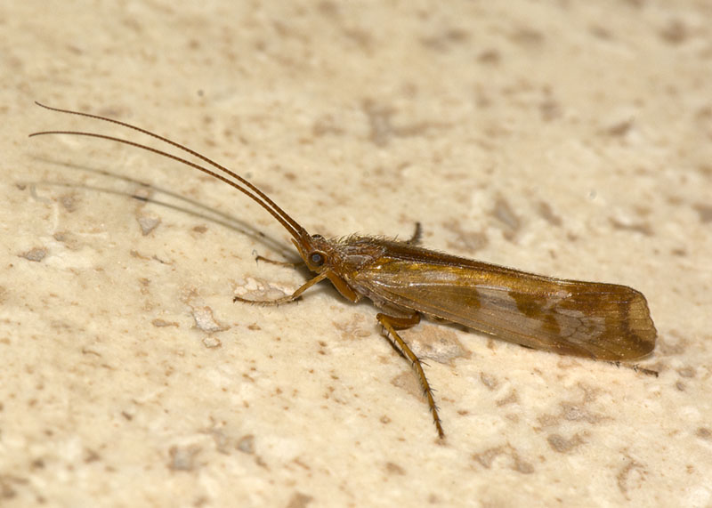 Limnephilidae:  Limnephilus lunatus